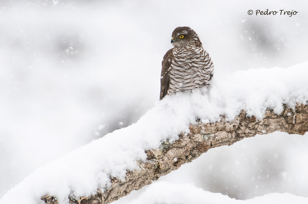 Gavilán (Accipiter nisus)